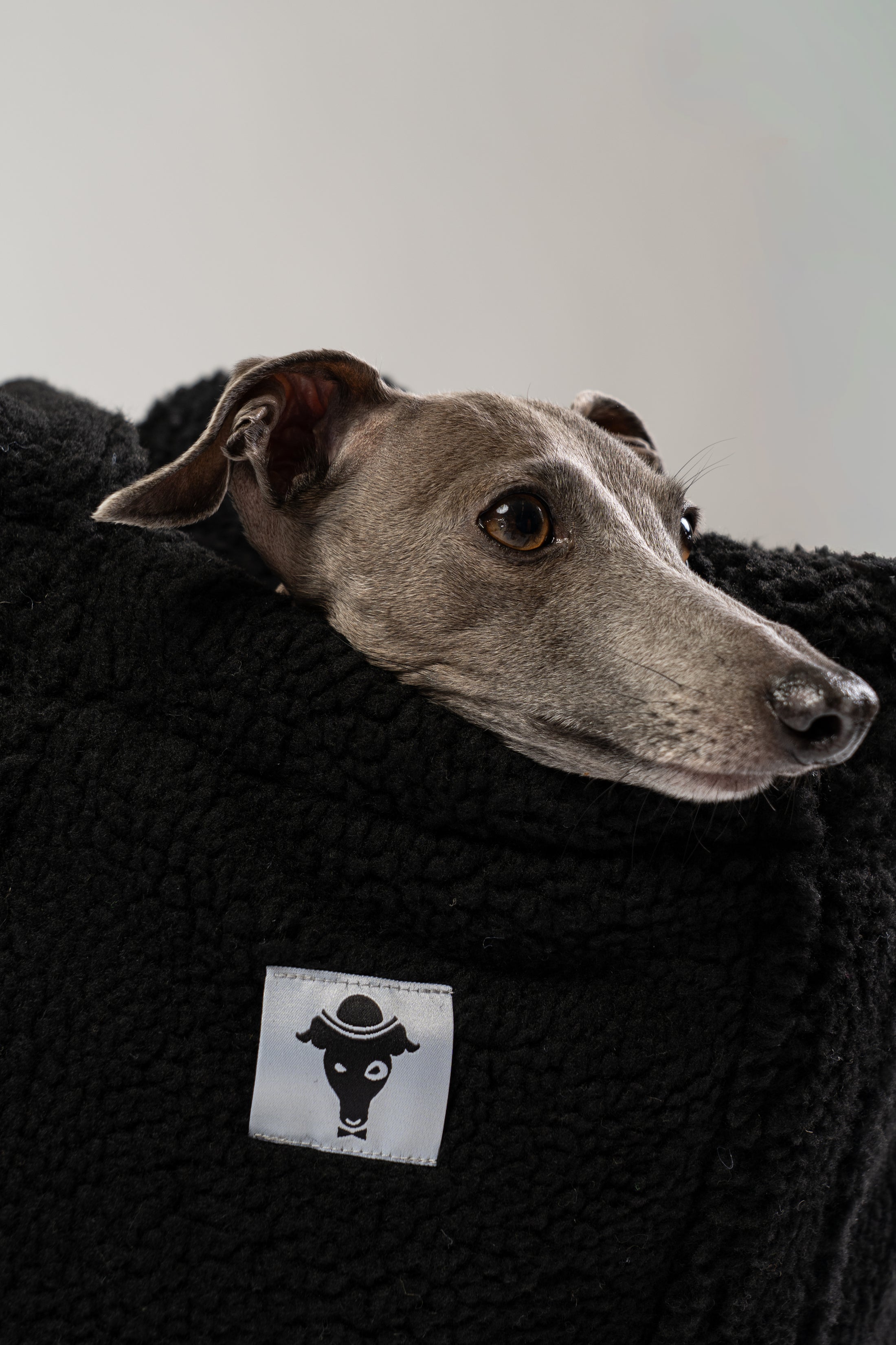 Italienisches Windspiel liegt in der schwarzen Teddy Hundetasche von Karma Hund – komfortables mobiles Bett für kleine Hunde.