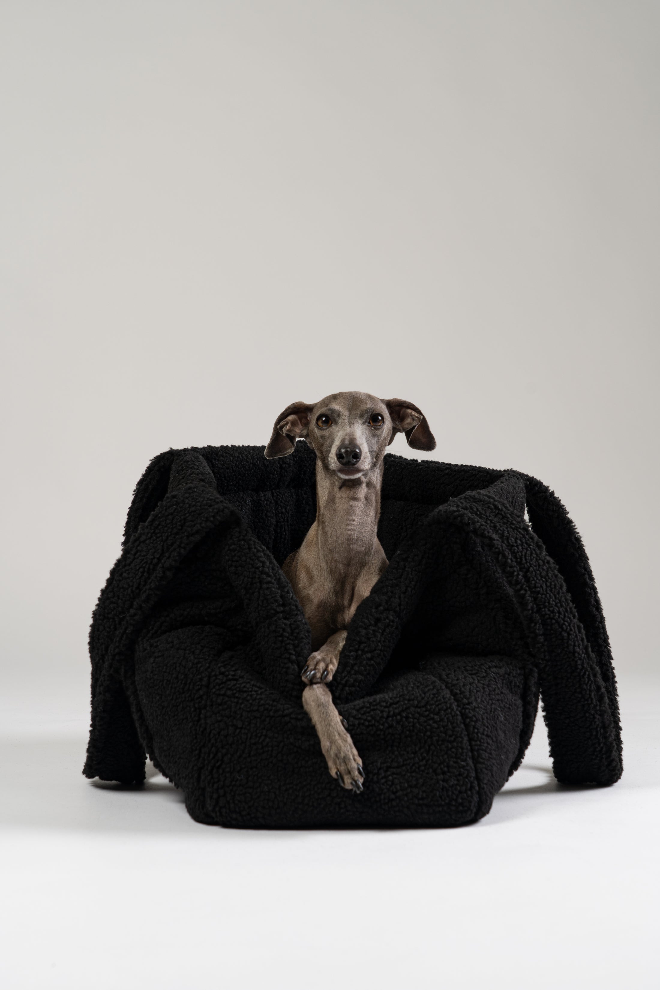 Italienisches Windspiel ruht im schwarzen Teddy Shopper – stilvolles Reisebett von Karma Hund für kleine Hunde.