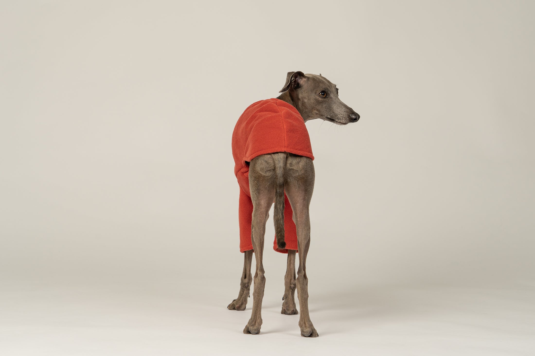 Windspiel-Mode: Terracotta-Fleece-Pullover für Hunde – stilvoll und praktisch zugleich