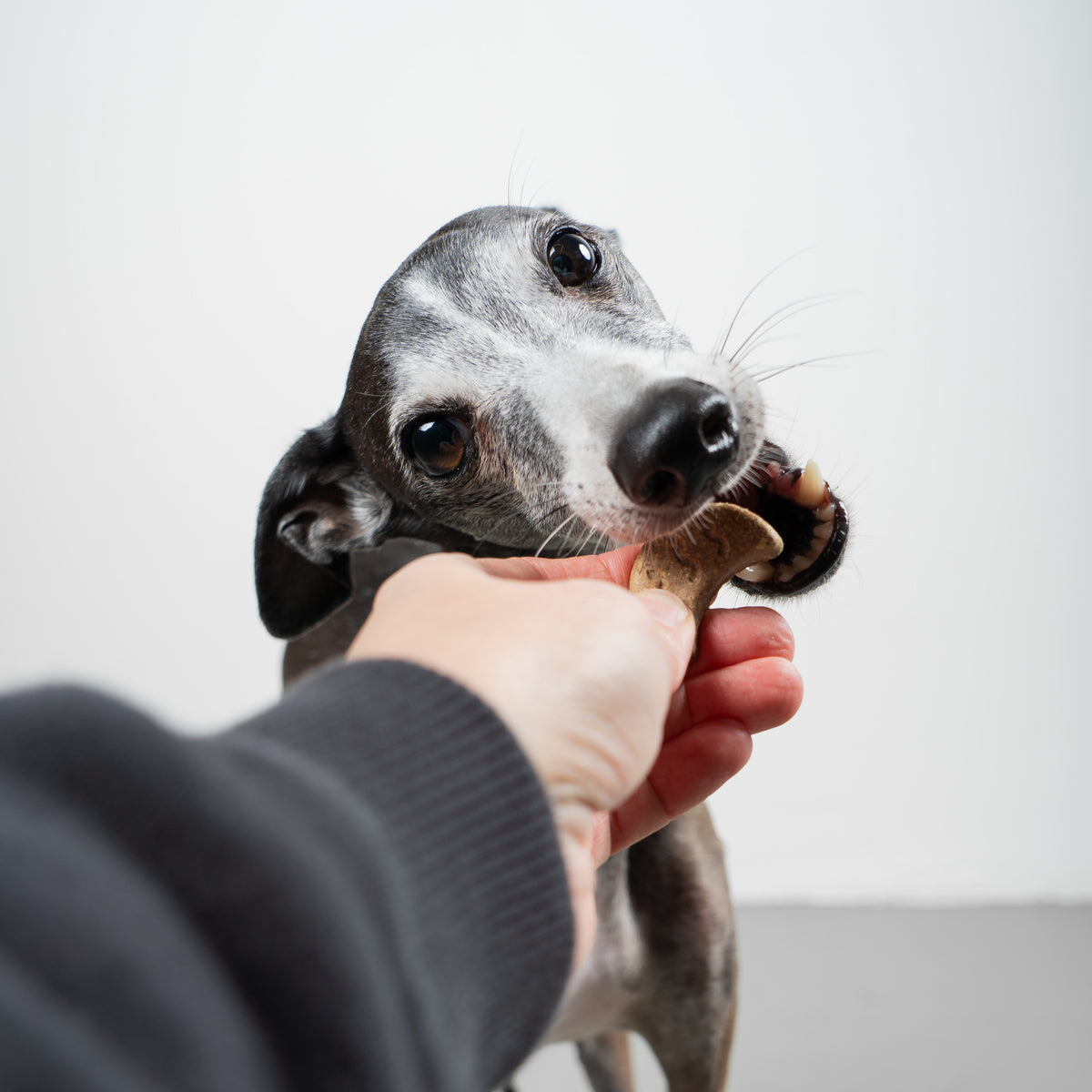VEGDOG Winter Cookies