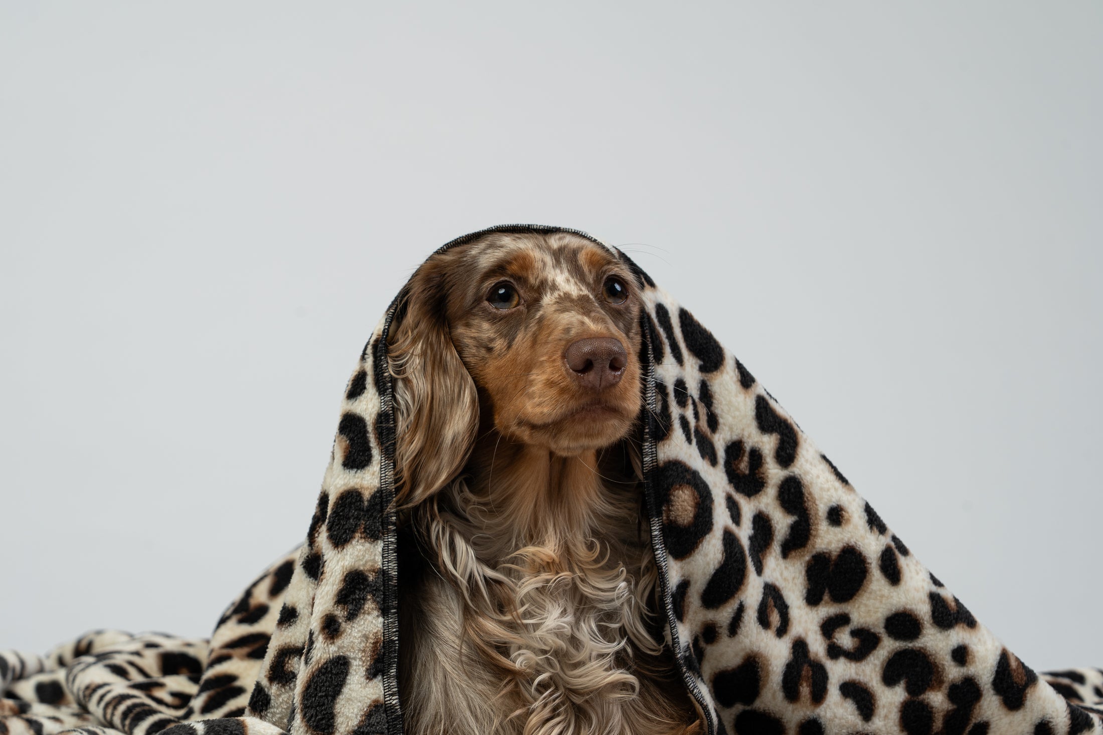 Zwergdackel entspannt auf der Leo-Kuscheldecke, frontal im Studio fotografiert.