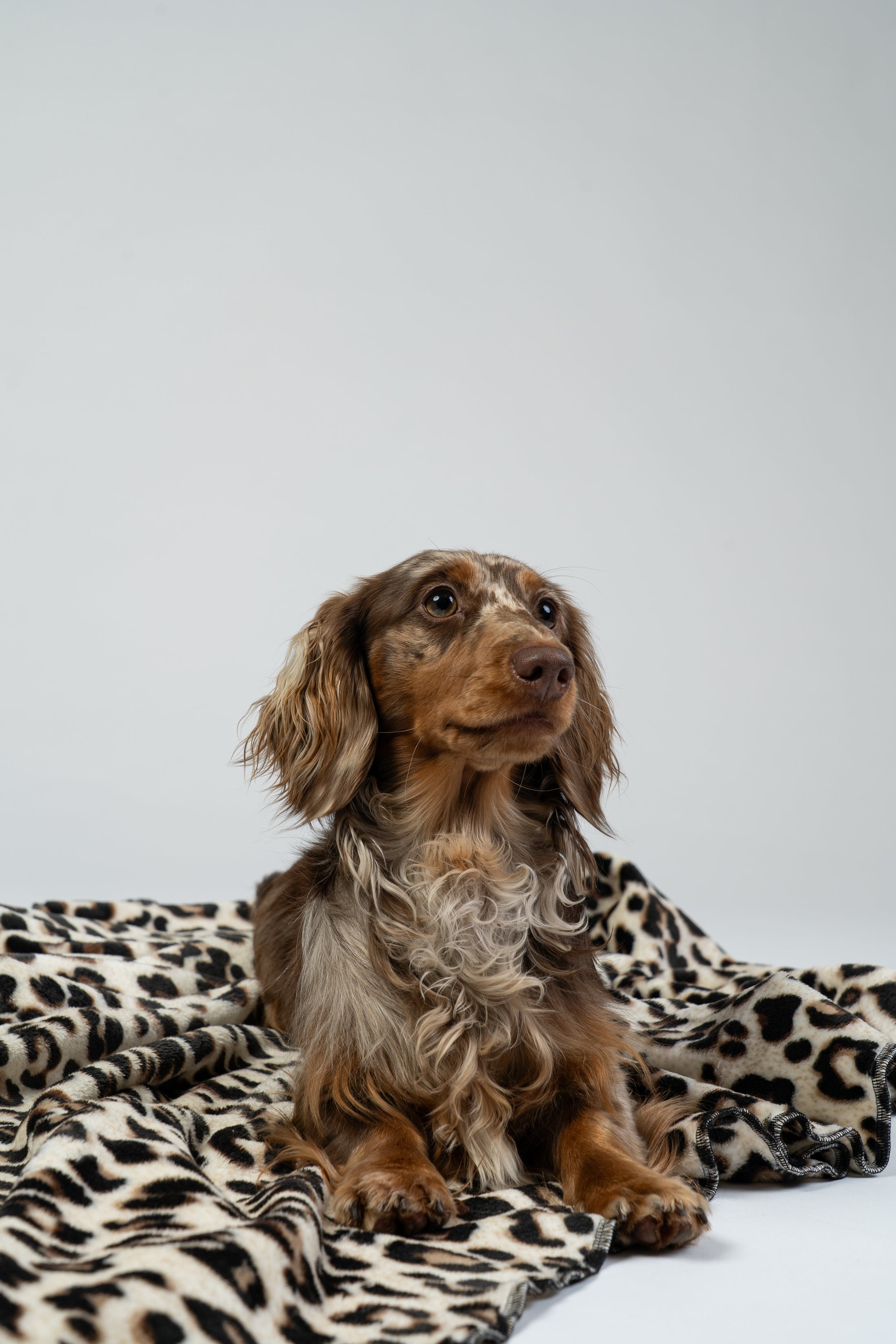 Dackelwelpe entspannt auf der Leo-Hundedecke, vor hellem Studiohintergrund positioniert.