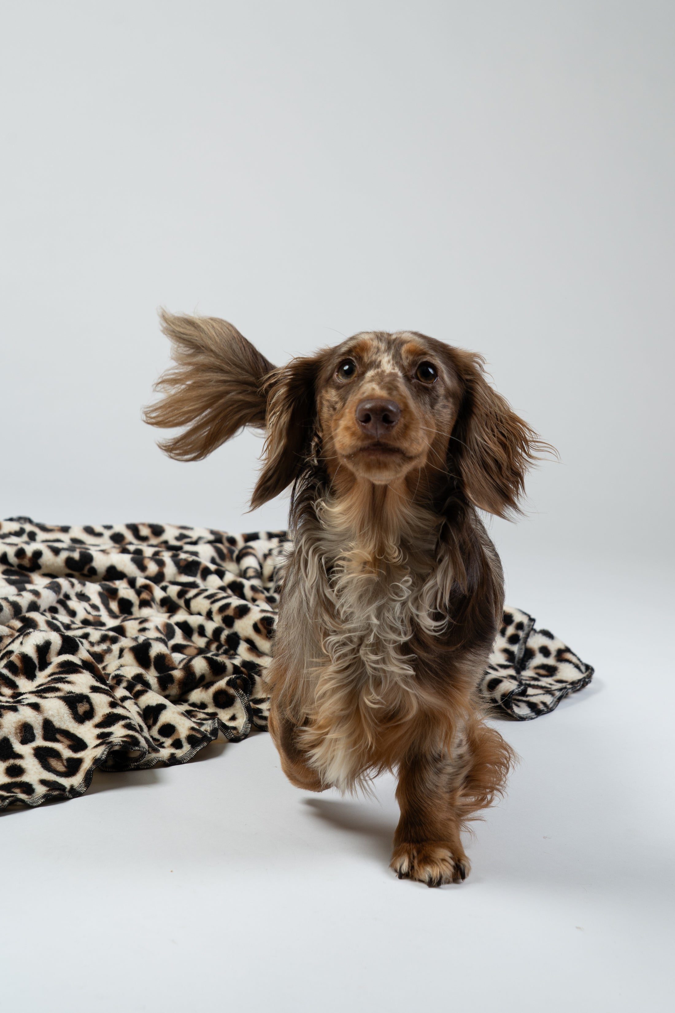 Porträt eines Zwergdackels auf einer Leo-Kuscheldecke, sauber ausgeleuchtete Studioaufnahme.
