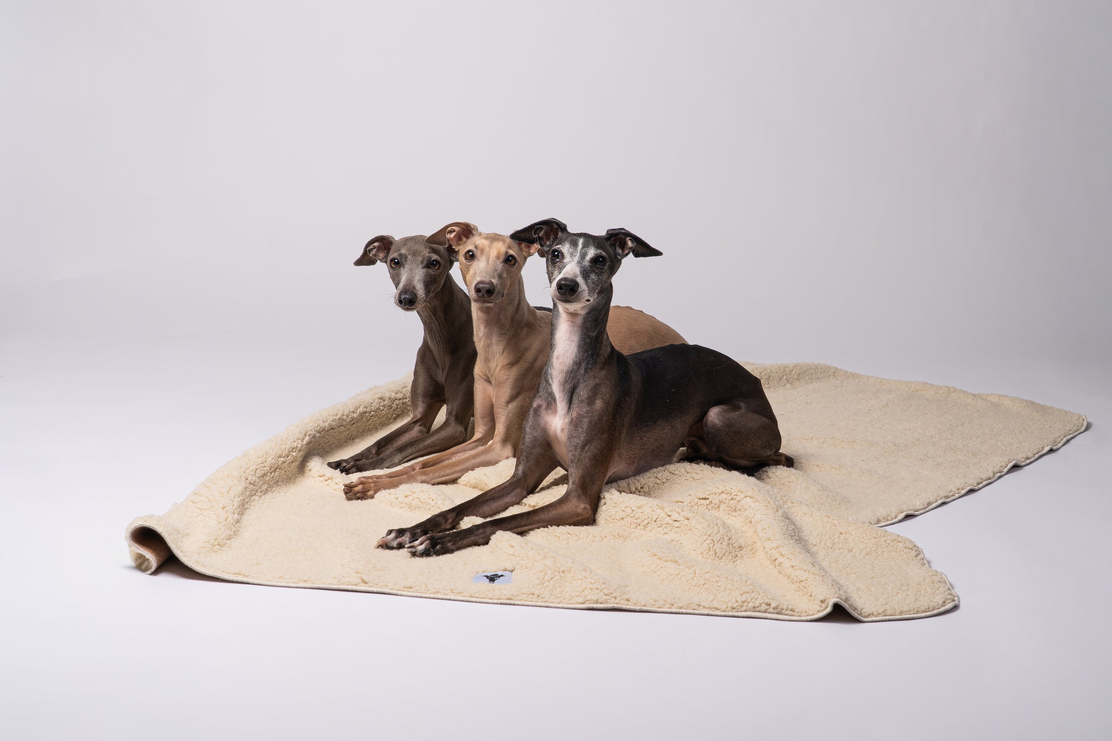 Drei Hunde ruhen auf der warmen, dicken Kuscheldecke aus Fleece und Teddy Material.
