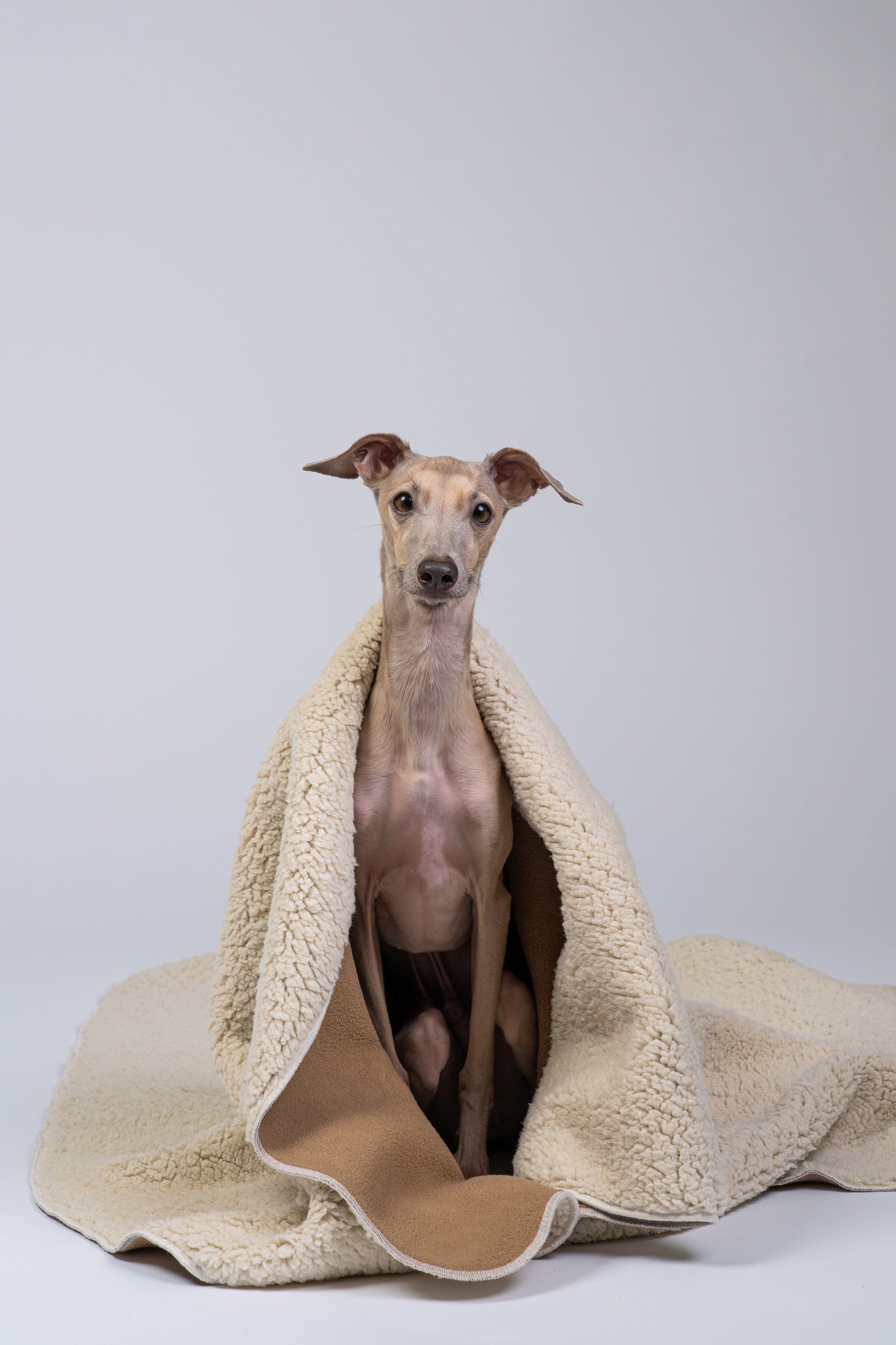 Ein Windspiel kuschelt sich in die gefaltete Hundedecke und genießt die weiche Struktur.