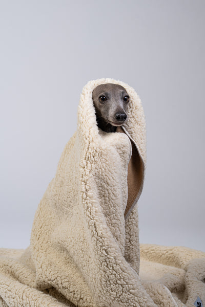 Ein Windspiel hat sich tief in die flauschige Teddyseite der handgefertigten Kuscheldecke eingemummelt.