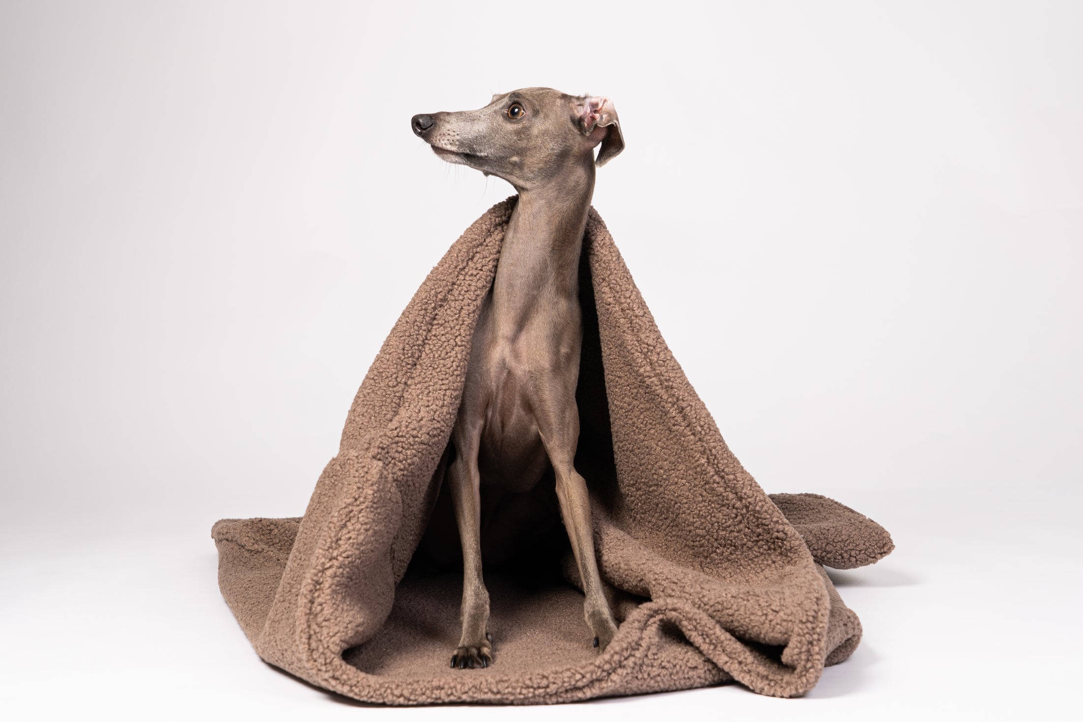 Wendbarer Hundeschlafsack in Mokka – Windspiel liegt gemütlich im Kuschelbett