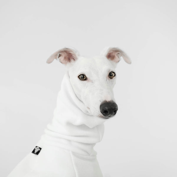 white whippet