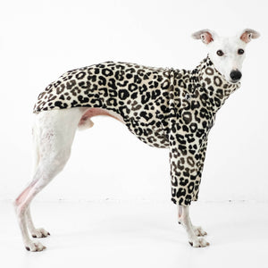 weißer whippet