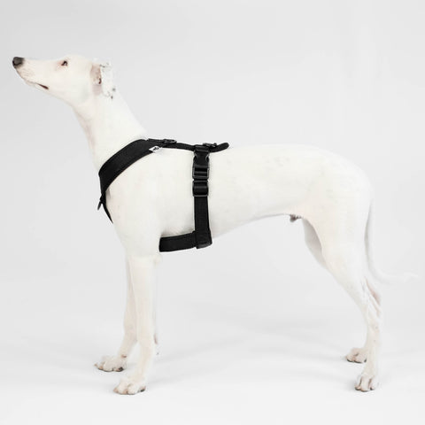 Whippet Y-Harness Puppy