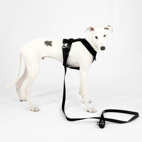 Whippet Geschirr Leine Bundle