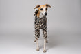 Bild in Galerie-Betrachter laden, Auffälliger Leo-Print auf passgenauem Windhundpullover – Whippet als Modell vor weißem Hintergrund
