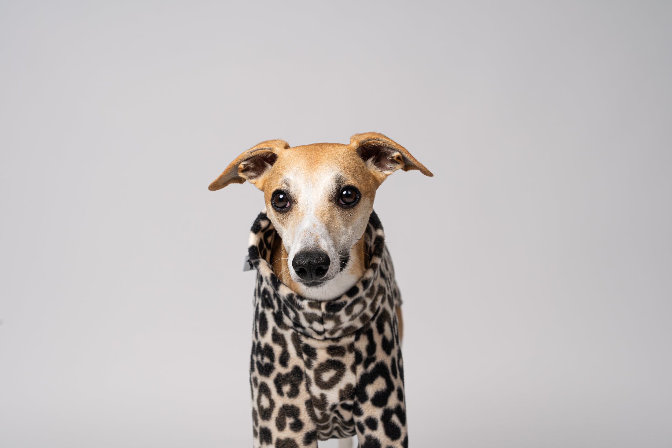 Fleecepullover im Leo-Look für Whippets – stylisch, bequem und perfekt für die schmale Windhundfigur