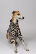 Bild in Galerie-Betrachter laden, Junger Whippet Rüde trägt Pullover mit Leo-Print – stilvolle Windhundmode mit auffälligem Muster
