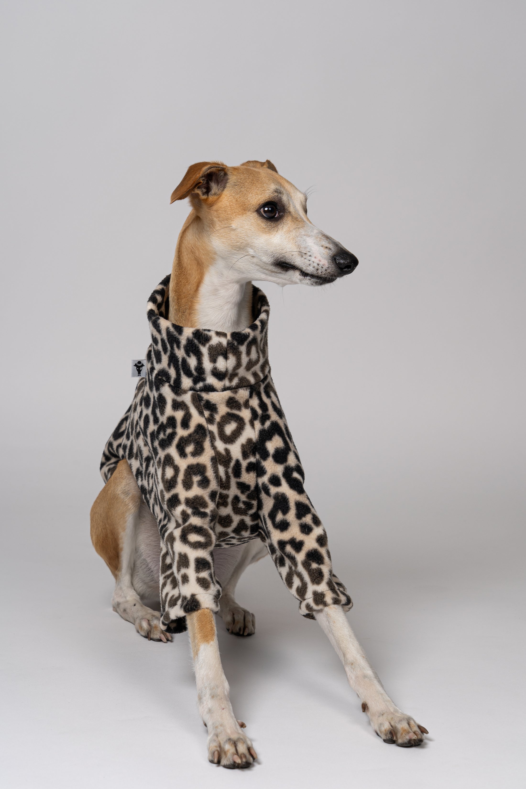 Junger Whippet Rüde trägt Pullover mit Leo-Print – stilvolle Windhundmode mit auffälligem Muster