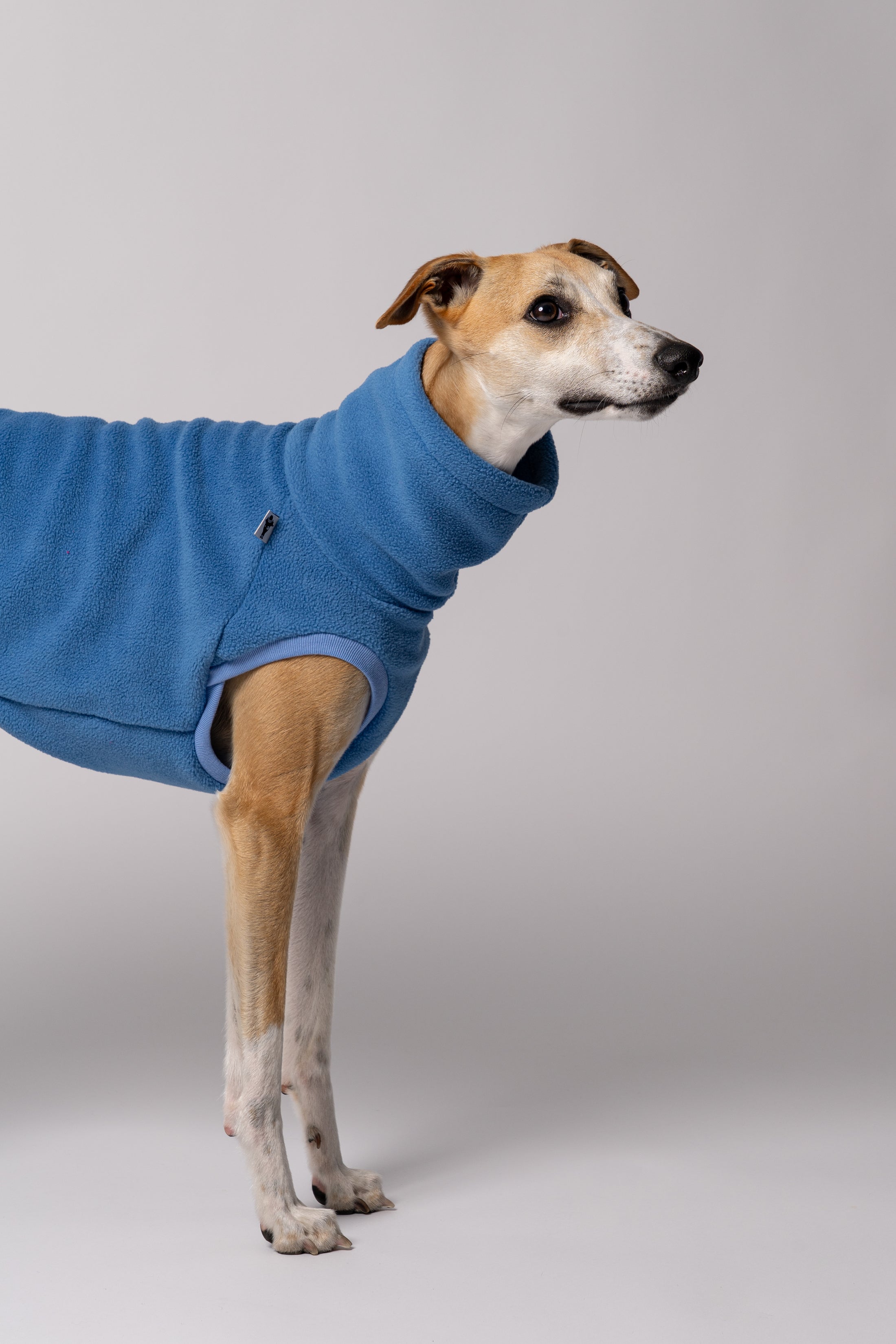 Galgohündin trägt handgenähtes Hundeshirt aus Polar Fleece – perfekt angepasst für lange Rücken und schmale Taillen