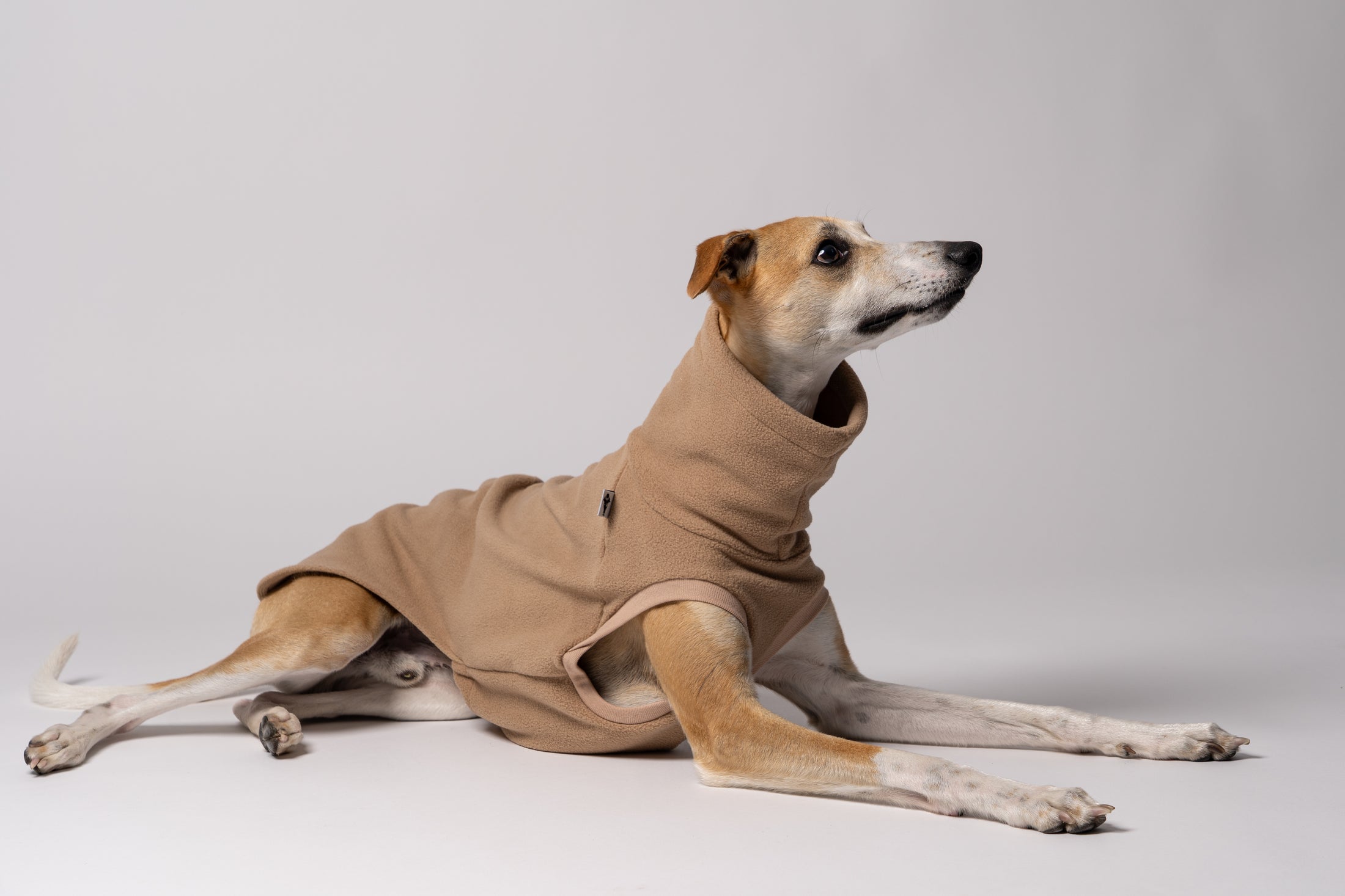 Nahaufnahme: Whippet trägt Long Shirt in Camel – weiches Fleece, perfekt verarbeitet für schmale Körperformen