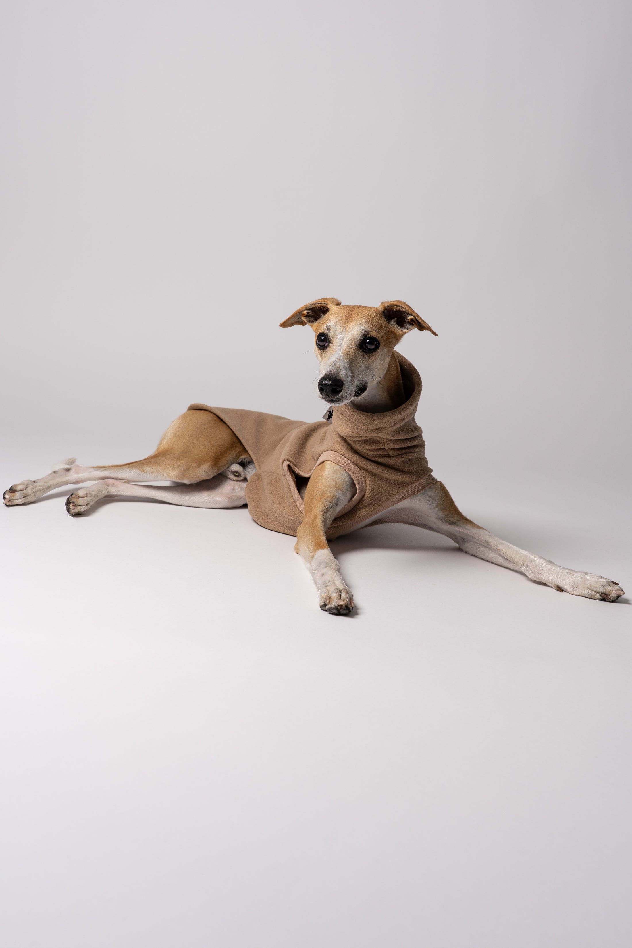 Nahaufnahme: Whippet trägt Long Shirt in Camel – weiches Fleece, perfekt verarbeitet für schmale Körperformen