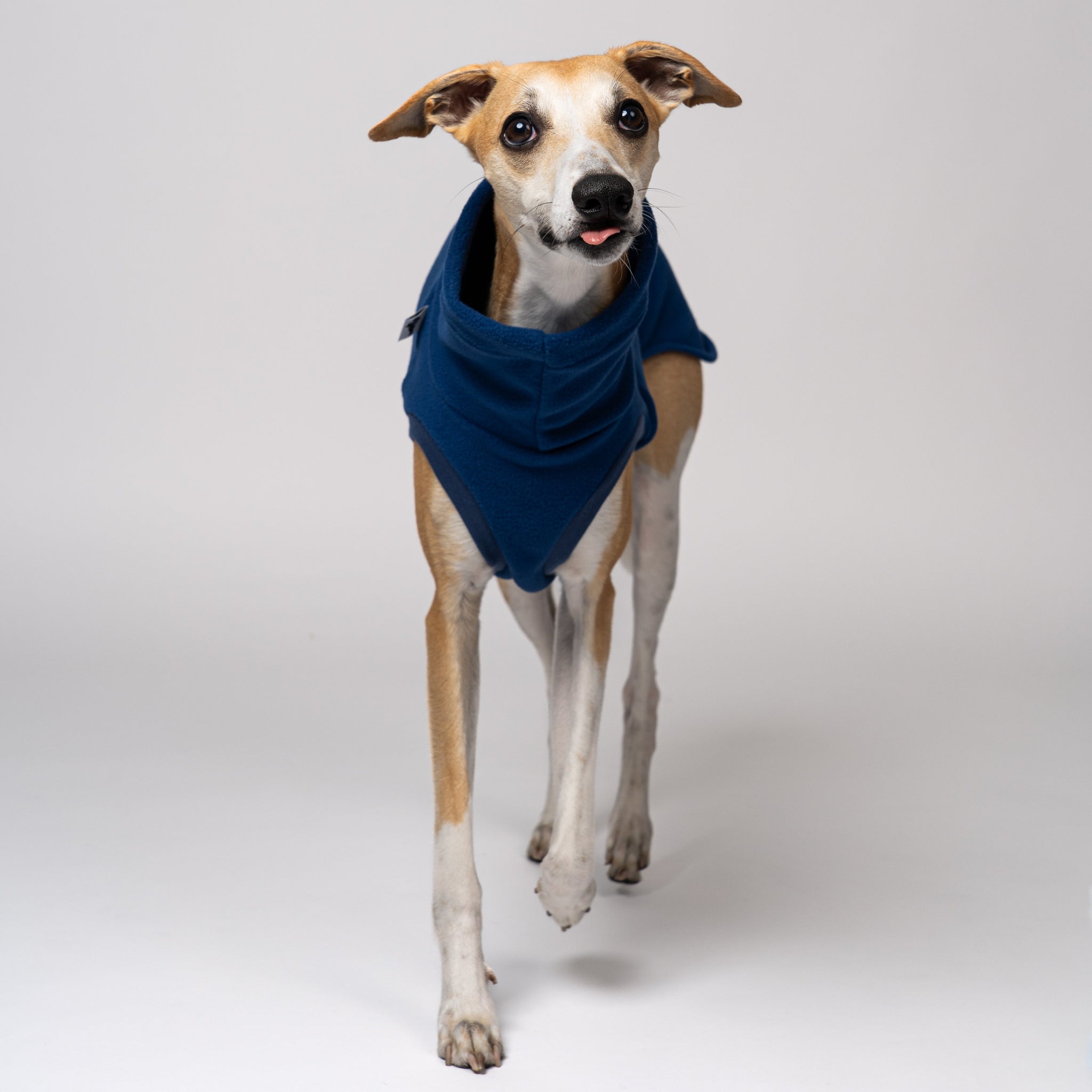 Whippet wearing fleece shirt made of fleece made in Berlin