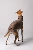 Bild in Galerie-Betrachter laden, Nahaufnahme: Whippet trägt Long Shirt in Walnut – weiches Fleece, perfekt verarbeitet für schmale Körperformen
