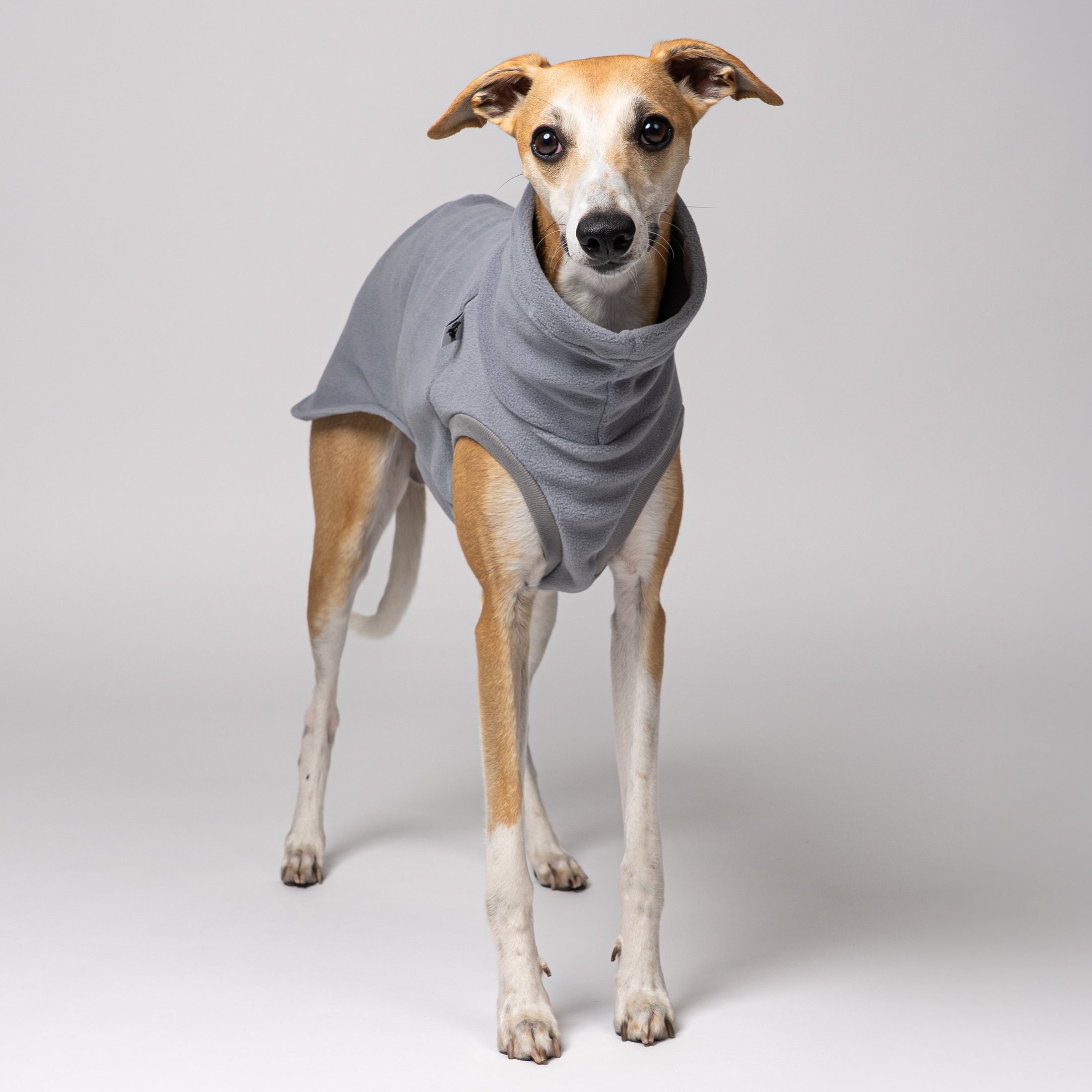 Whippet im Long Shirt in Light Grey – stilvolle Windhundmode in elegante Farben und bequemer Passform