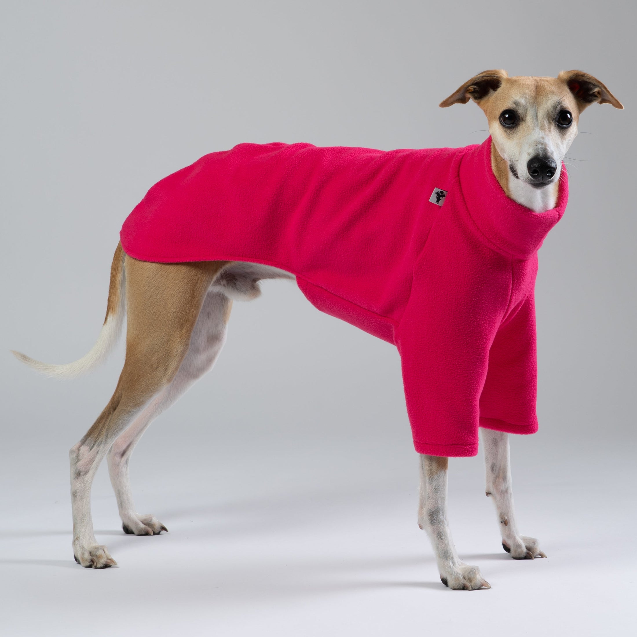 Whippet trägt magentafarbenen Fleece-Pullover von Karma Hund – auffällige, stilvolle Hundemode für kalte Tage.
