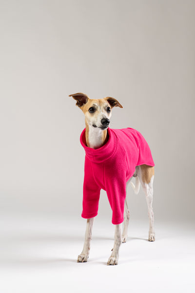 Modebewusster Whippet im Fleece-Pullover in kräftigem Magenta von Karma Hund – kuschelig und trendbewusst.