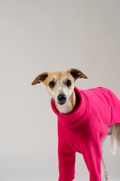 Whippet im Fleece-Pullover in Magenta von Karma Hund – warmer, stilvoller Begleiter für Herbst und Winter.