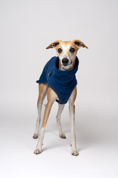 Whippet trägt handgemachten Fleece Shirt aus bequemen und robusten Fleece Material speziell für Windhunde entwickelt und gefertigt in Berlin
