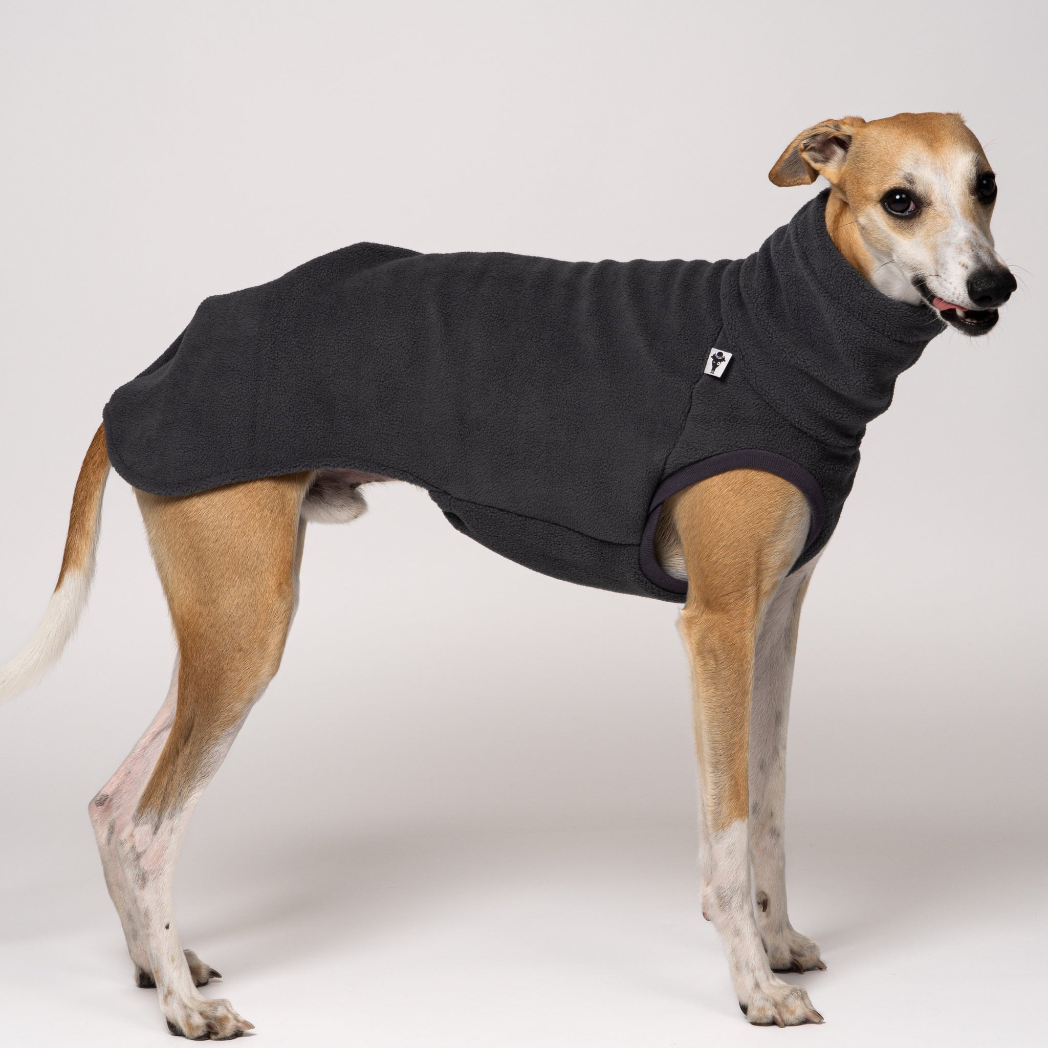 Whippet trägt Long Shirt in Graphite – sportlich-schlichtes Design für Windhunde
