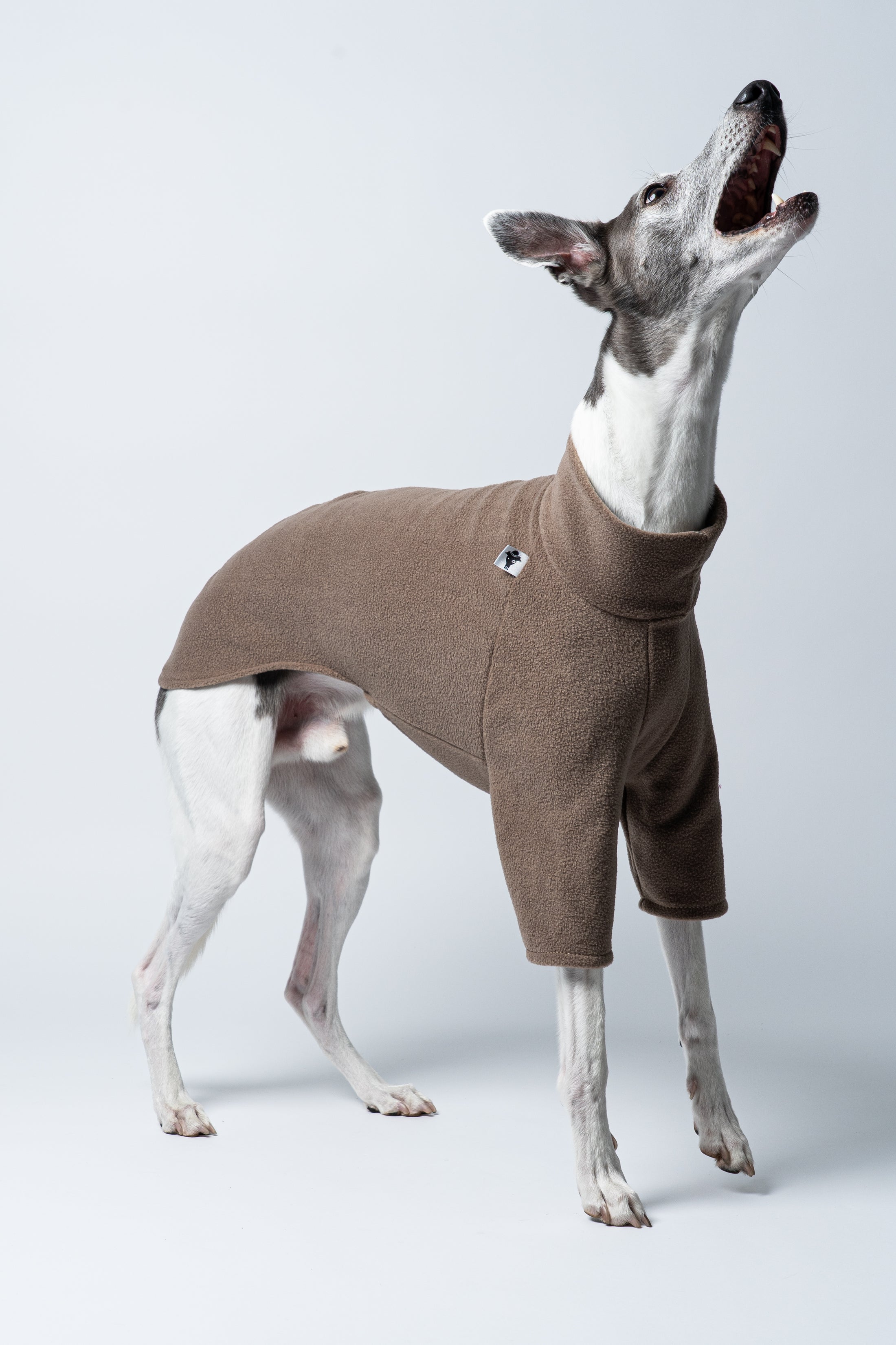 Temperamentvoller Look: Whippet im Fleecepullover in Walnut vor helligem Hintergrund