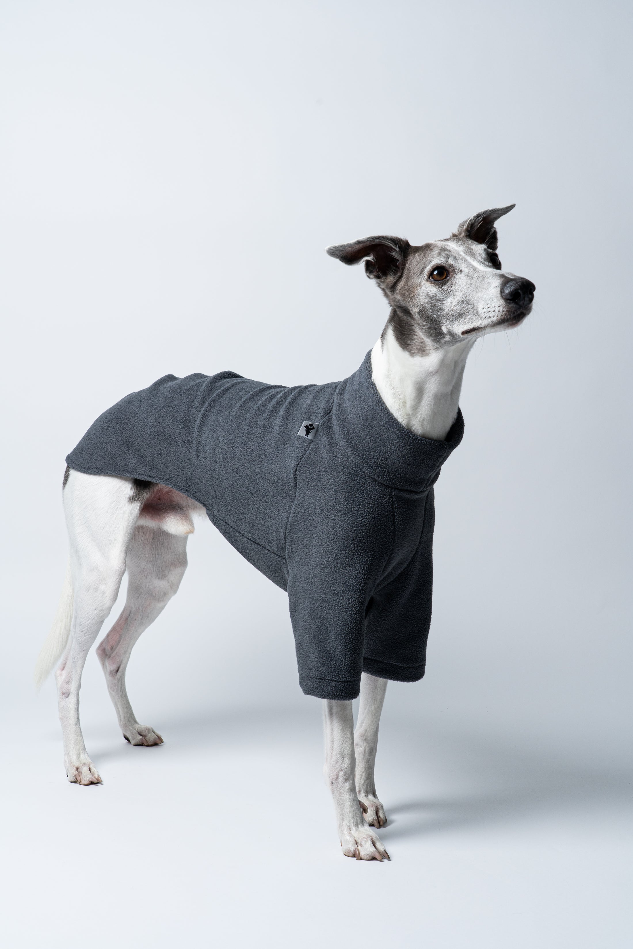 Whippet frontal im Fleecepullover in Graphite – ideal für kühlere Tage und empfindliche Hunde