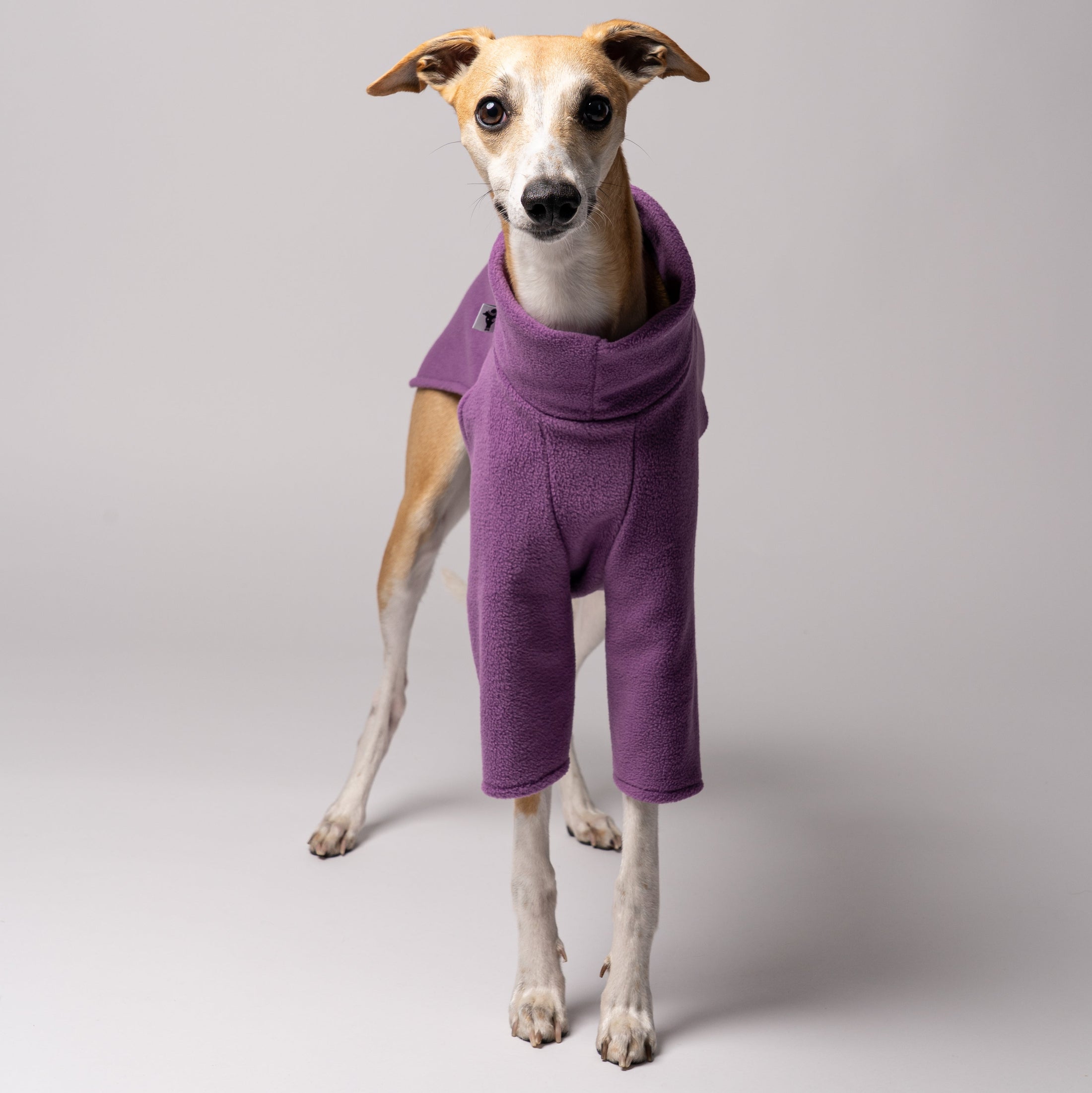 Whippet in Hundepullover aus Polar Fleece in Violet - Made in Germany