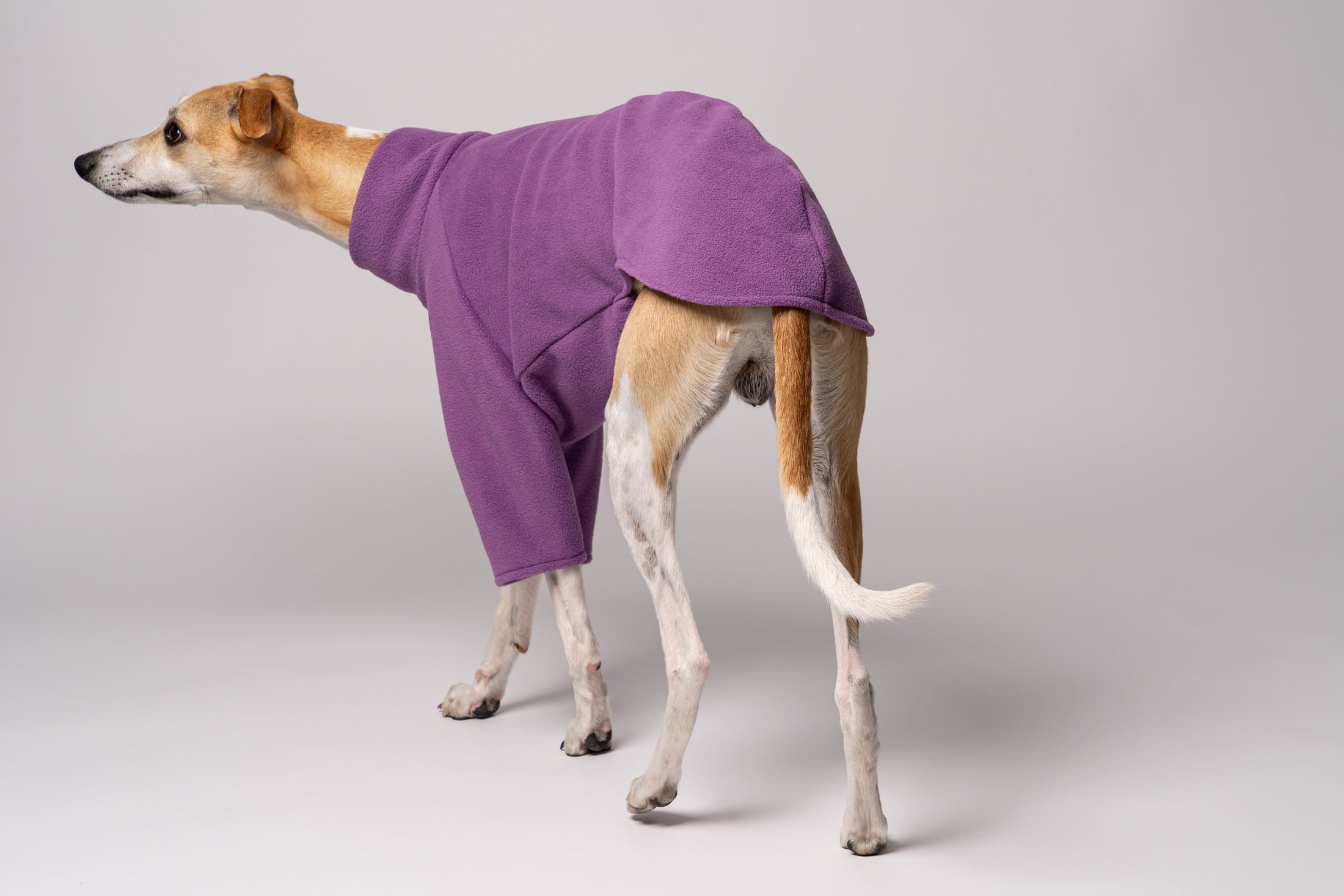 Whippet in Bewegung in Fleece Pullover - bequeme und funktionale Windhundbekleidung Made in Germany