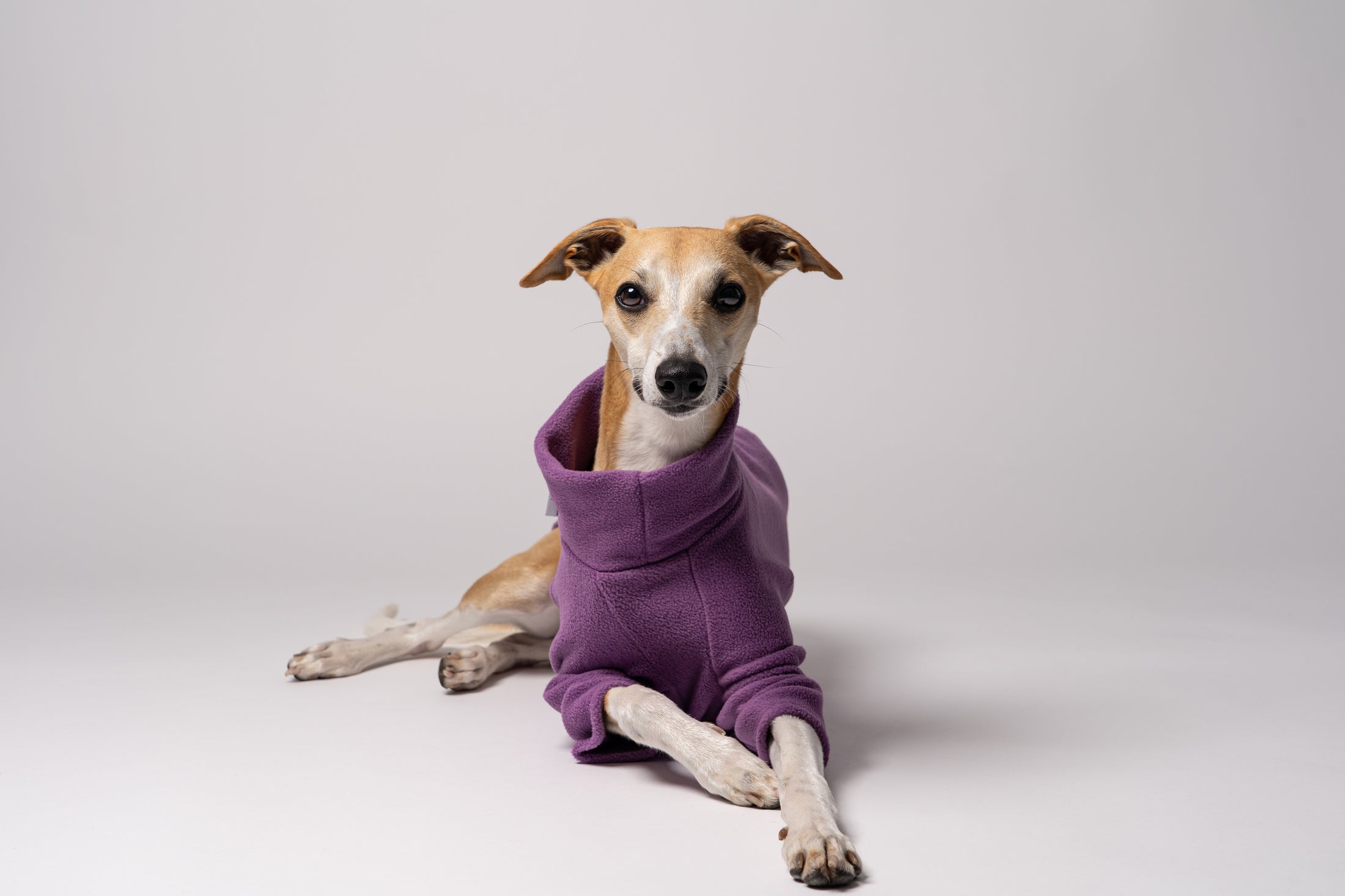 Whippet im Liegen - bequemes Long Shirt in Violet für Whippets und Windhunde