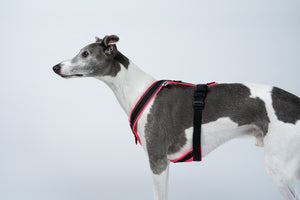 Whippet trägt ergonomisches Hundegeschirr aus Neon Pinkem Softshell – speziell für Windhunde entwickelt