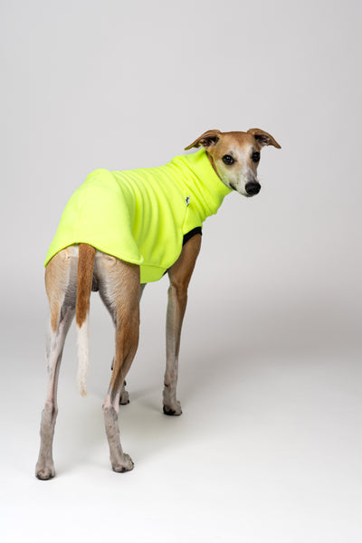 Windhundmode mit Statement: Neon Yellow - Shirt am Whippet Rüden