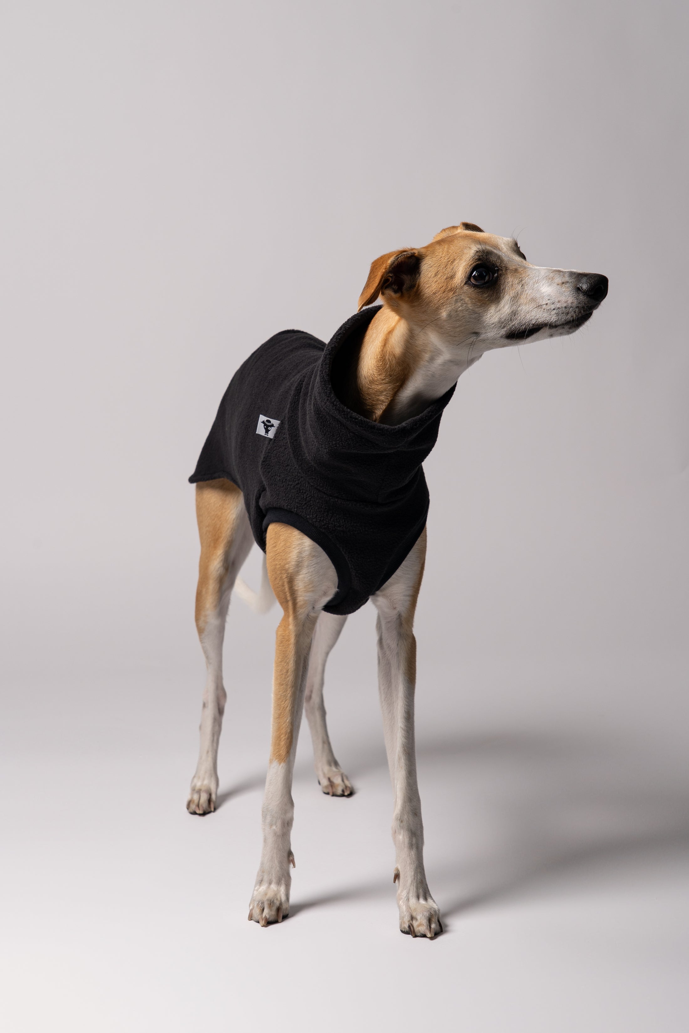 Whippet im Long Shirt in Schwarz – stilvolle Windhundmode und bequemer Passform