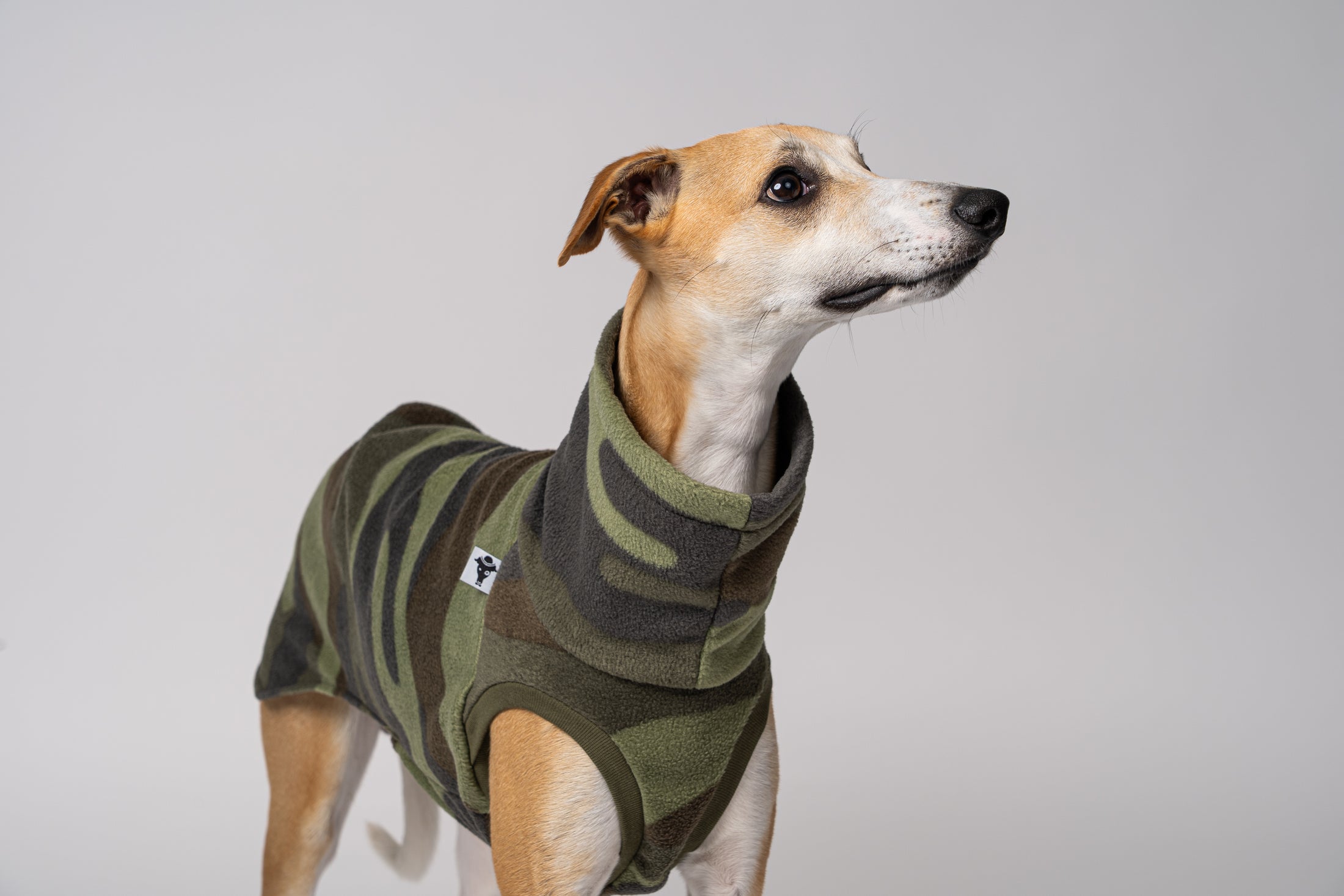 Windhundmode mit Statement: Camouflage-Shirt am Whippet Rüden