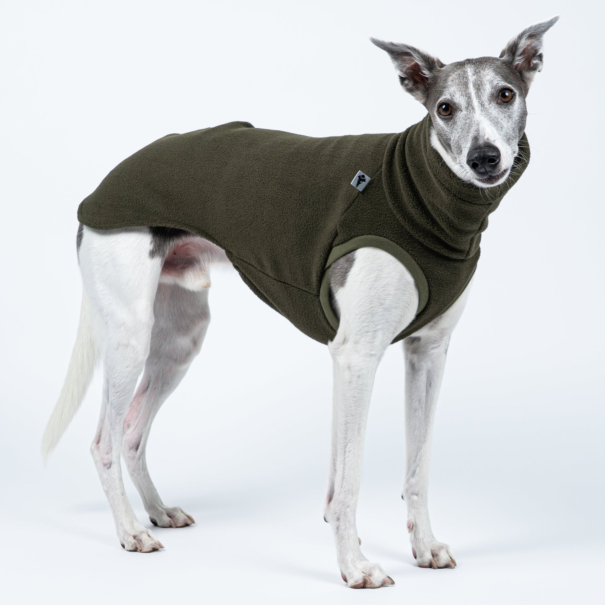 Windhundmode in Dark Olive – Long Shirt sitzt perfekt am schlanken Körper des stehenden Whippets
