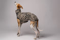 Bild in Galerie-Betrachter laden, Whippet im Long Shirt in Leo – stilvolle Windhundmode mit wildem Muster und bequemer Passform
