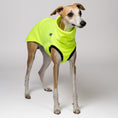 Bild in Galerie-Betrachter laden, Whippet trägt auffälliges Long Shirt in Neon Yellow – sichtbar und stylisch
