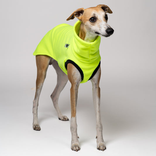Whippet trägt auffälliges Long Shirt in Neon Yellow – sichtbar und stylisch