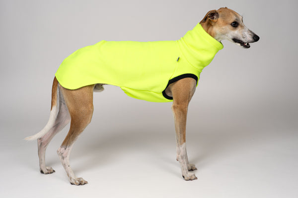 Signalstarke Hundemode: Whippet in Neon Yellow für maximale Sichtbarkeit