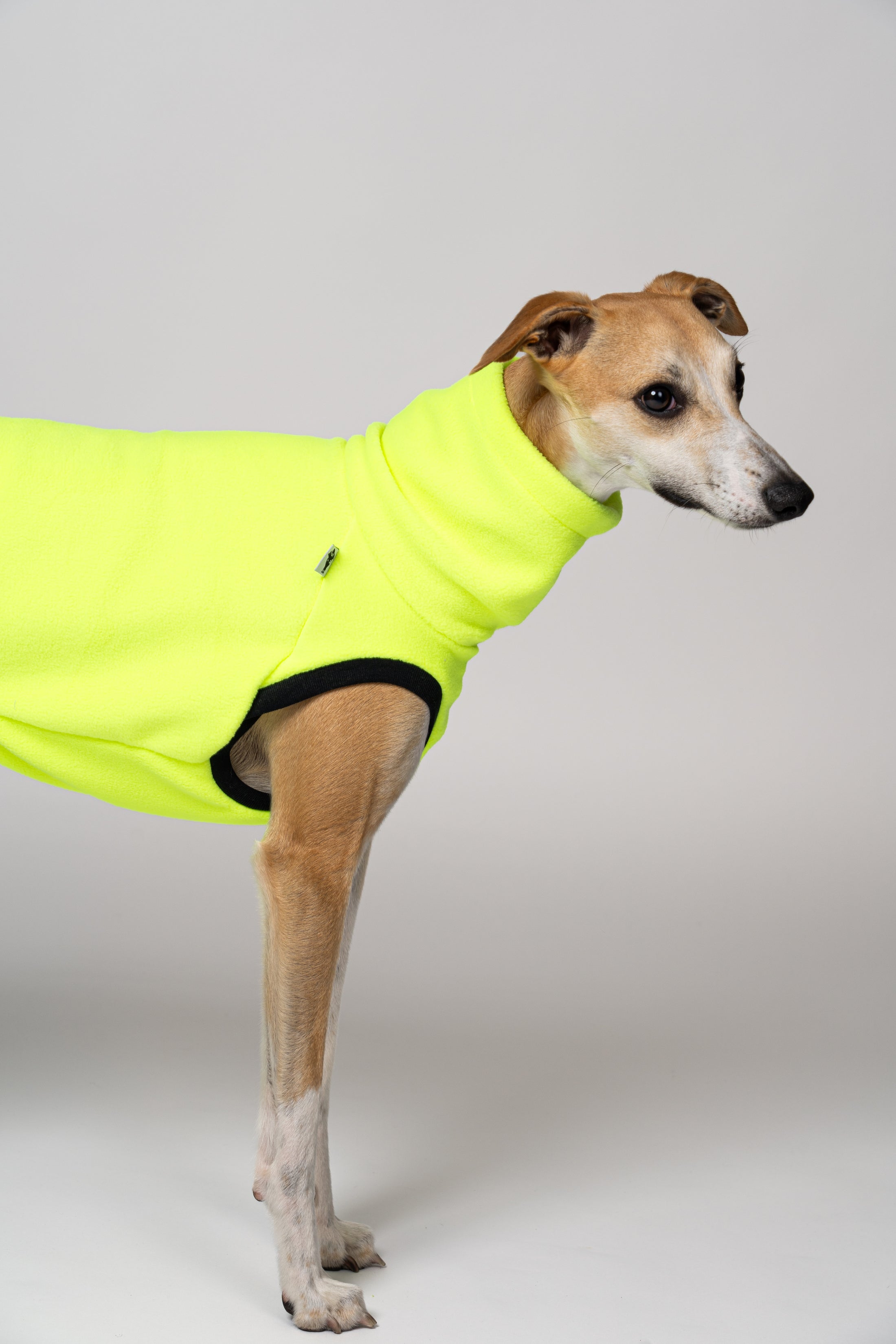 Junger Whippet im auffälligen Neon Yellow Long Shirt – ideal für graue Tage