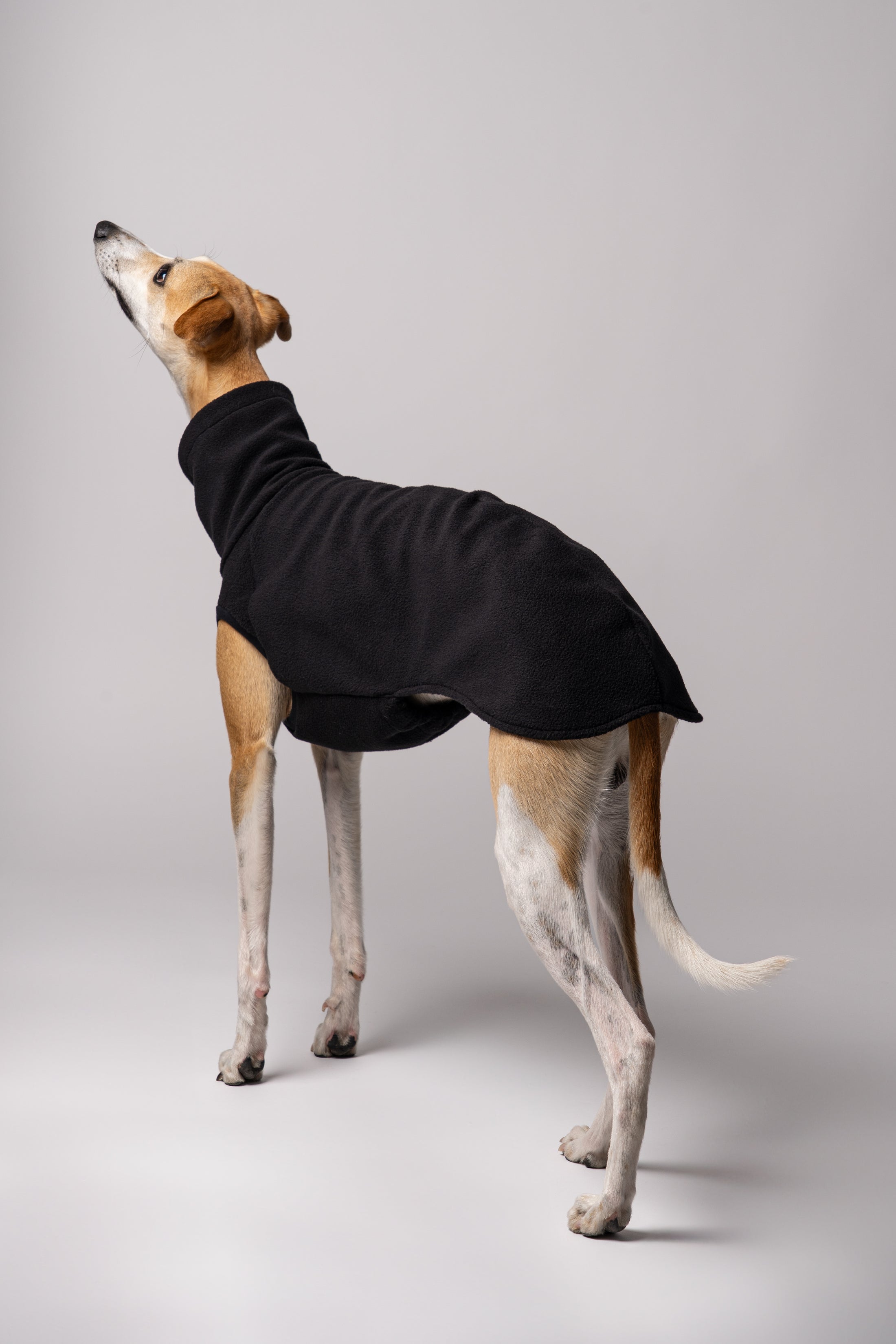 Nahaufnahme: Whippet trägt Long Shirt in Schwarz – weiches Fleece, perfekt verarbeitet für schmale Körperformen