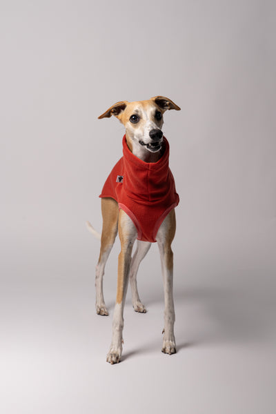 Whippet trägt handgenähtes Hundeshirt aus Polar Fleece – perfekt angepasst für lange Rücken und schmale Taillen