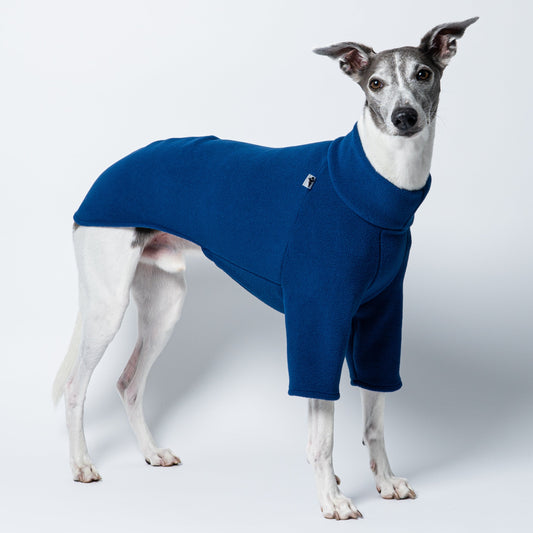 Junger Whippet Rüde frontal im Fleecepullover in Navy – perfekt geschnitten für Windhund-Proportionen