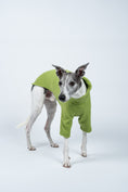 Bild in Galerie-Betrachter laden, Whippet frontal im Fleecepullover in hellem Grün – ideal für kühle, aber milde Tage
