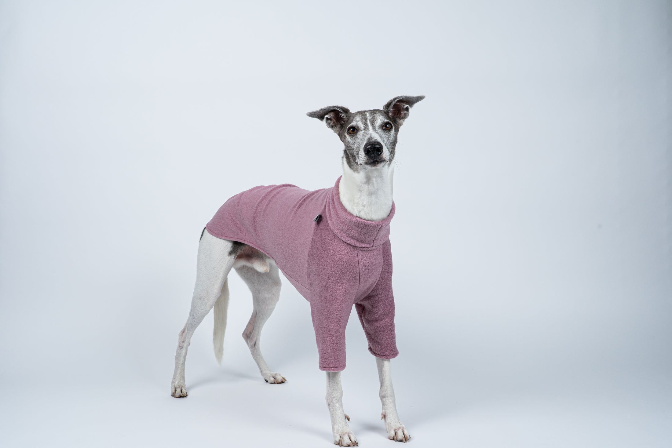 Windhundmode in zartem Mulberry – Whippet steht elegant im rosafarbenen Fleecepullover